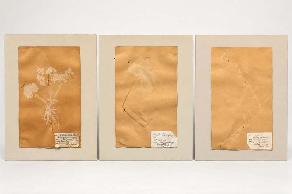 Vintage Swedish Herbarium Set of 3 Botanical Ghost Wall Art 1913–1939 size 16x20